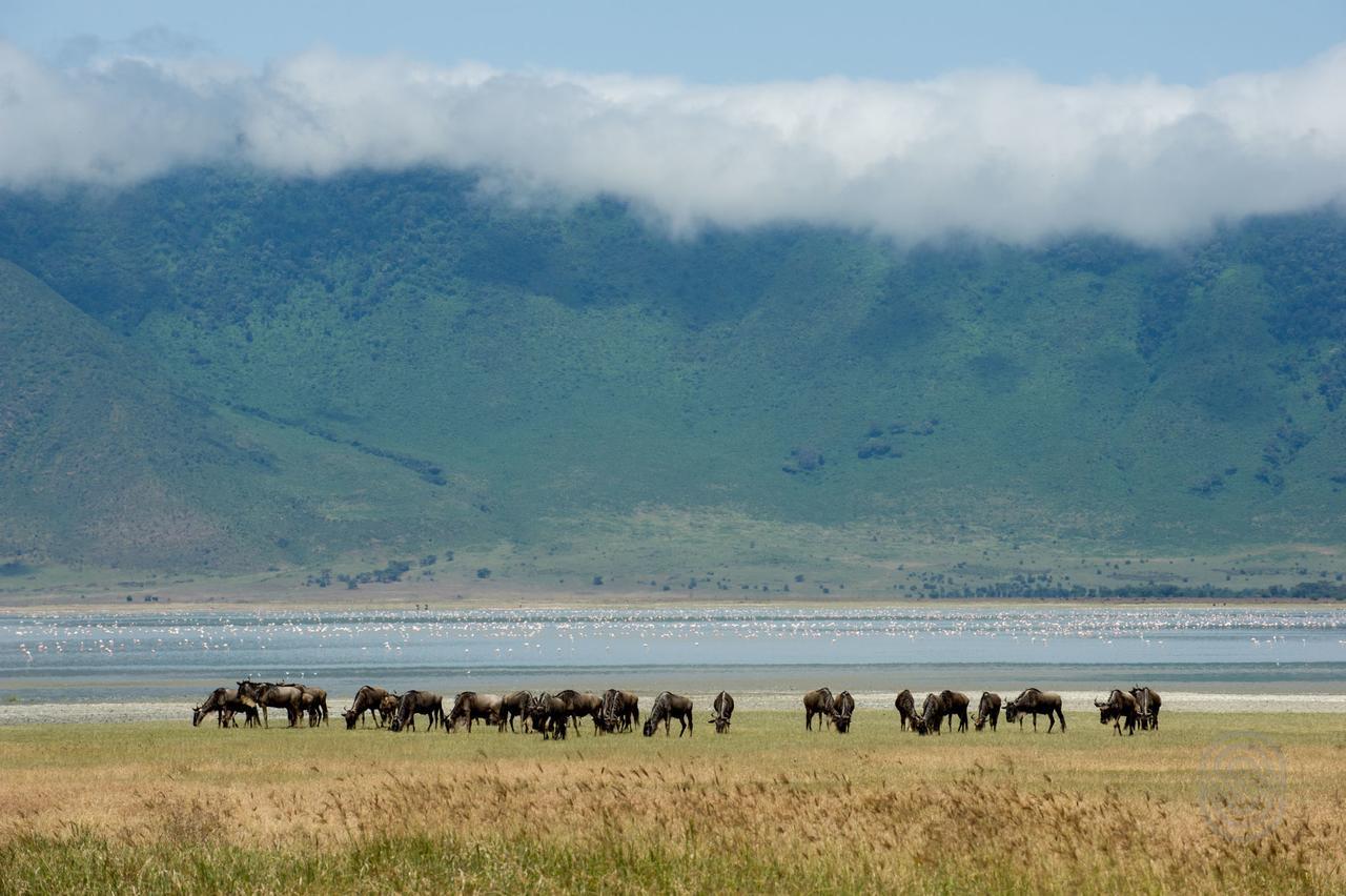 Ngorongoro Serena Safari Lodge Esterno foto